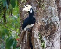 oriental pied hornbill, bird of malaysia
