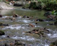 stream at taman rimba ampang, kuala lumpur