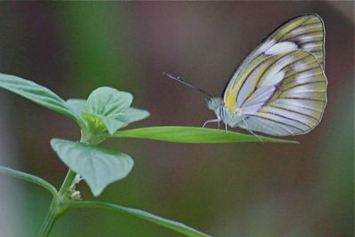 picture of an albatross butterfly in Malaysia