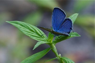 image of a small beautiful butterfly in Malaysia