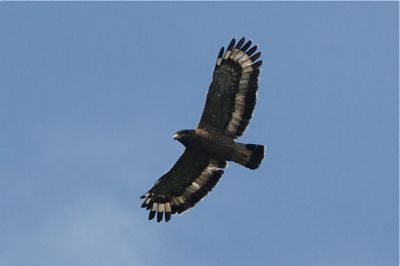 image of crested serpent eagle soaring high