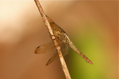 a dragonfly in Malaysia picture