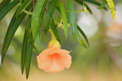 a yellow flower picture