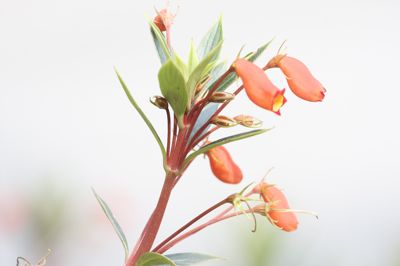 picture of a beautiful flower in malaysia