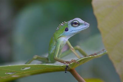 picture of a green crested lizard of malaysia