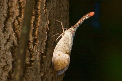 picture of a lantern bug in Malaysia