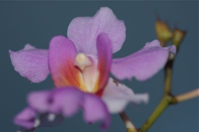 orchid of malaysia picture