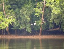 picture of eagle-over-river