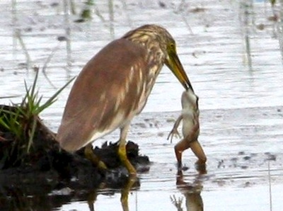 photo of bird eating big frog