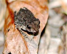 picture of toad found in malaysia