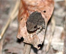 picture of small toad in malaysia