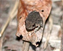 small frog in malaysia