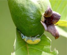 photo of a malaysian fruit chafer beetle