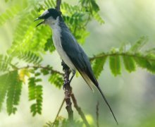 ashy minivet