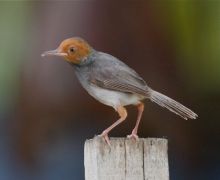 ashy tailorbird