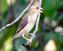 baya weaver