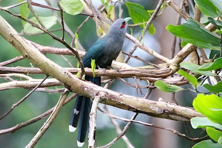 black-bellied malkoha