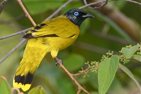 black-headed bulbul