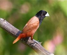 black-headed munia