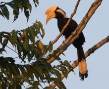 picture of a male black hornbill