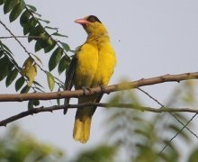 black-naped oriole