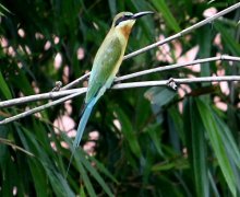 blue-tailed bee-eater
