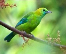 blue-winged leafbird (female)