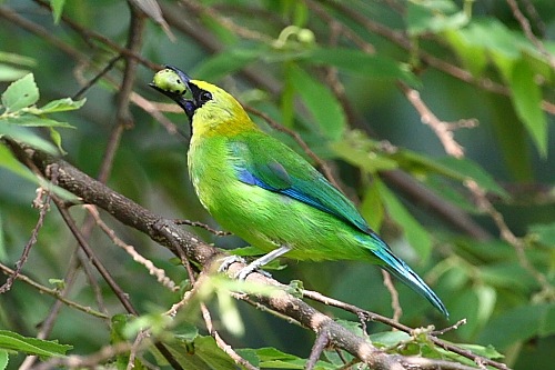 blue-winged leafbird