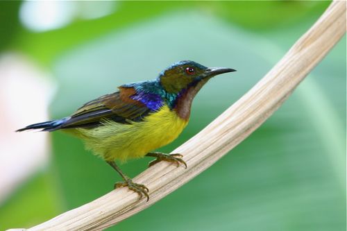 brown-throated sunbird (male)