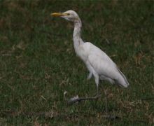 cattle egret