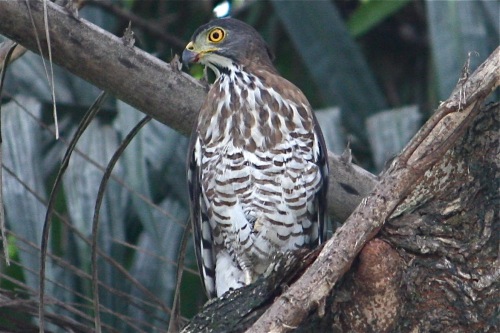 changeable hawk-eagle