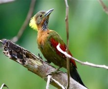 checker-throated woodpecker