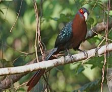 picture of a chestnut-breasted malkoha