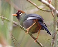 chestnut-capped laughing thrush