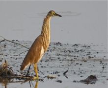 pond heron in malaysia