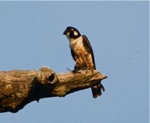 collared falconet