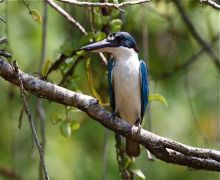 collared kingfisher