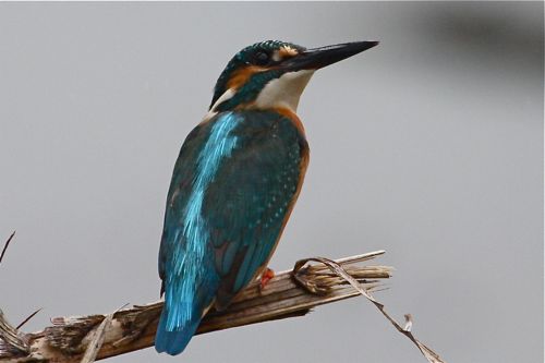 common kingfisher