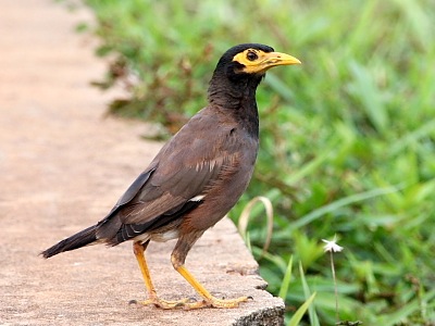common mynah picture