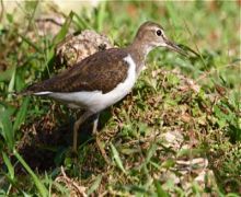 photo of common sandpiper