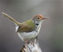 common tailorbird