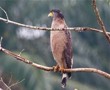 crested serpent eagle