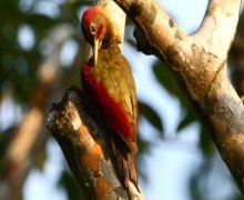 crimson-winged woodpecker