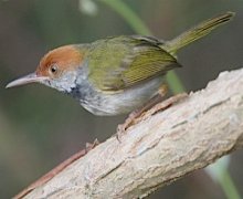 dark-necked tailorbird