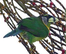 fire-tufted barbet