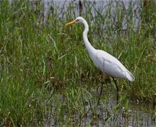 great egret in malaysia