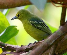 green iora