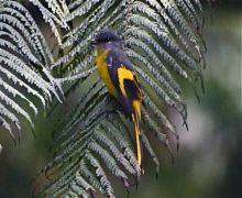 grey-chinned minivet (female)