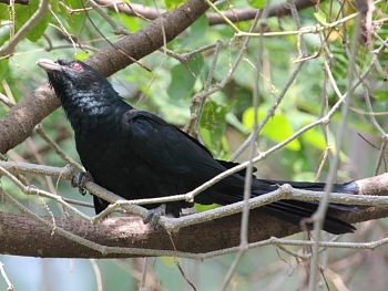 picture of koel (male)