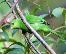 picture of a lesser green leafbird (female)